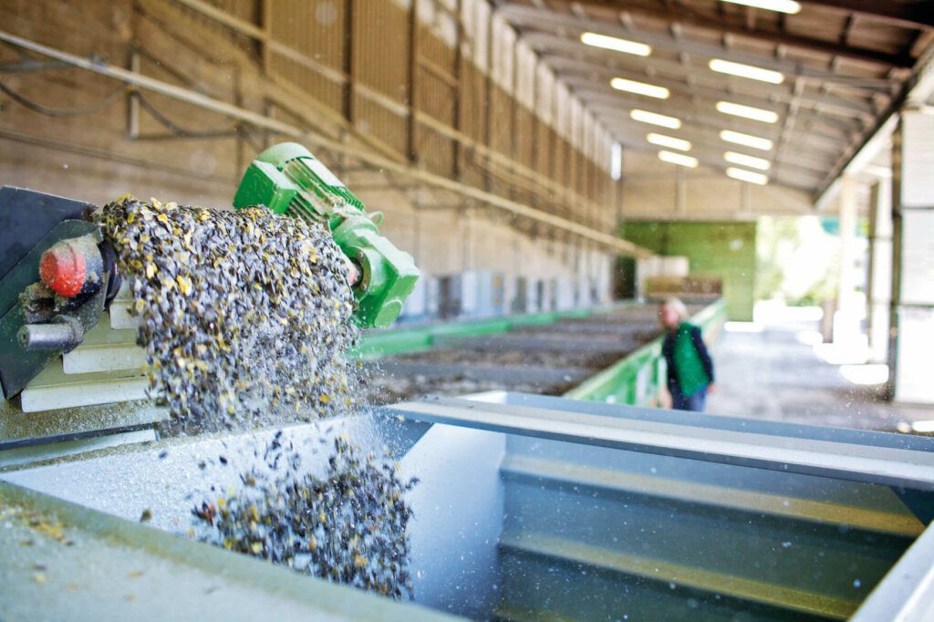 Impianto di essiccazione per semi di zucca - i semi cadono dal nastro trasportatore nel contenitore