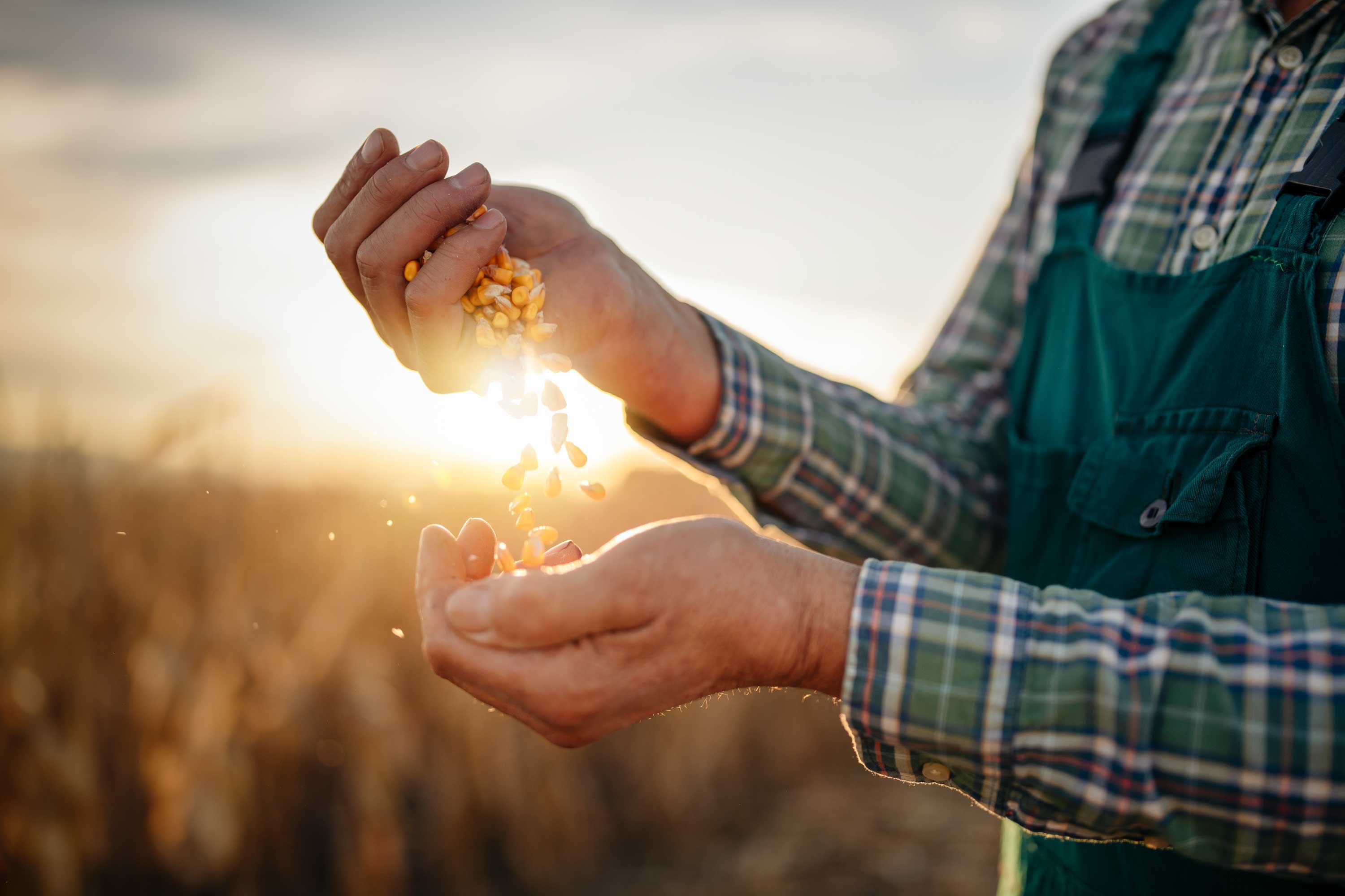 Agriculteur avec du maïs dans ses mains - soleil et champs en arrière-plan