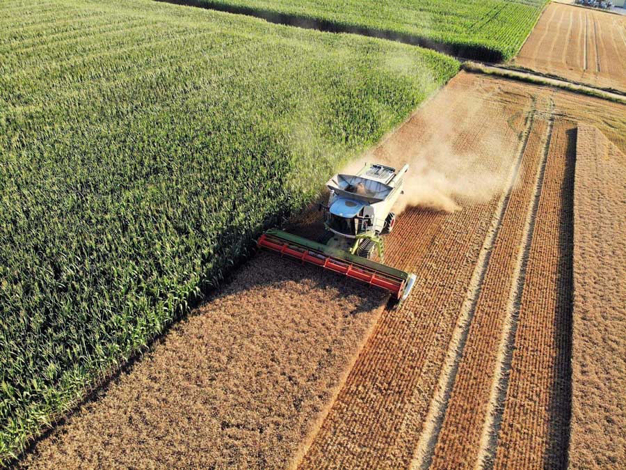A bird's-eye view of the combine harvester during the grain harvest